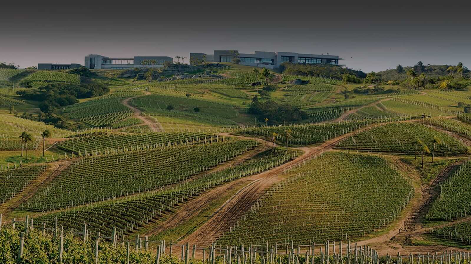 Ruta de los Vinos